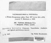 Calicium abietinum image